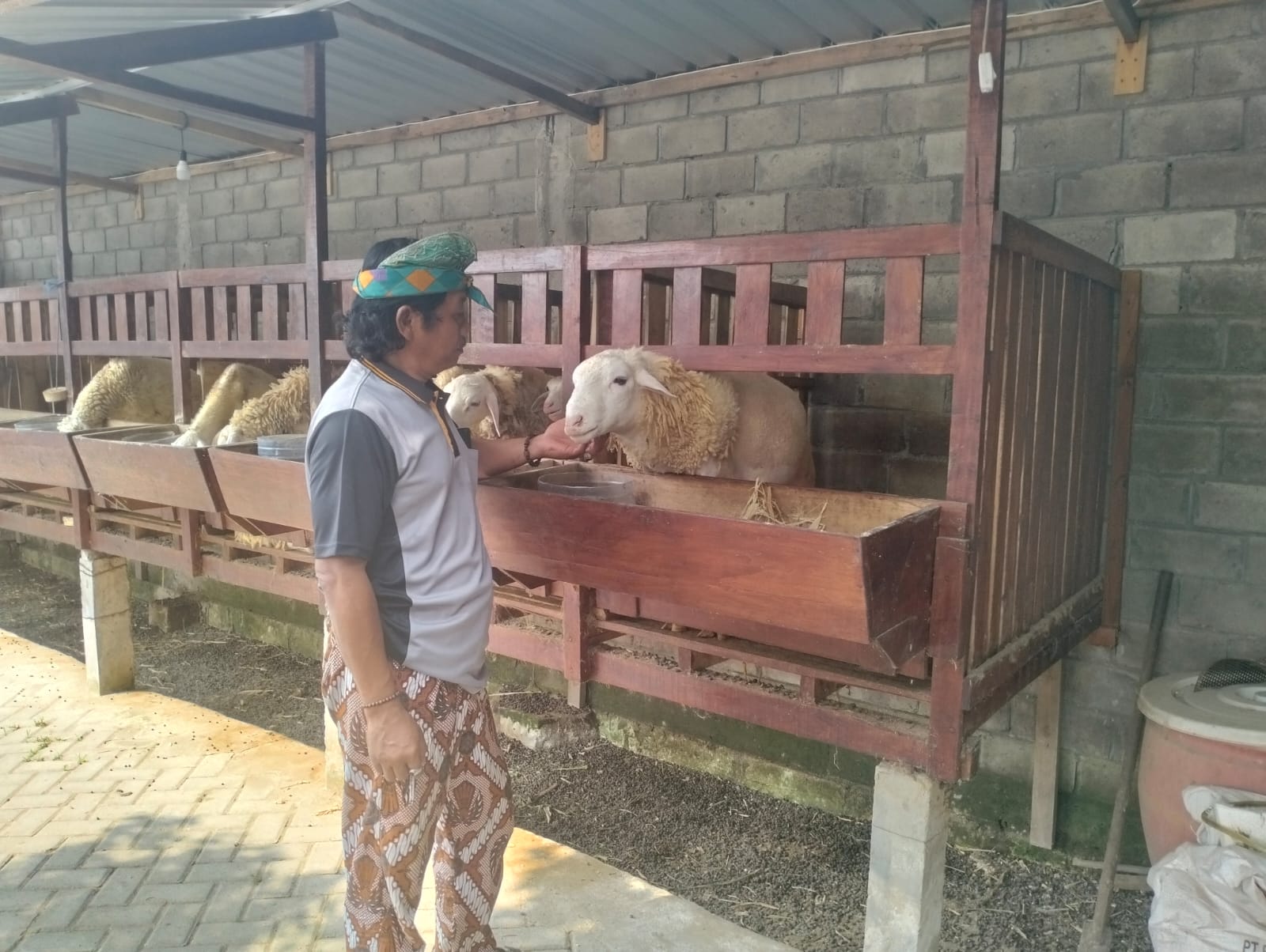 BudidayaDomba jenis Texel